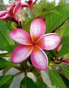 Frangipani wird auch Tempelbaum genannt